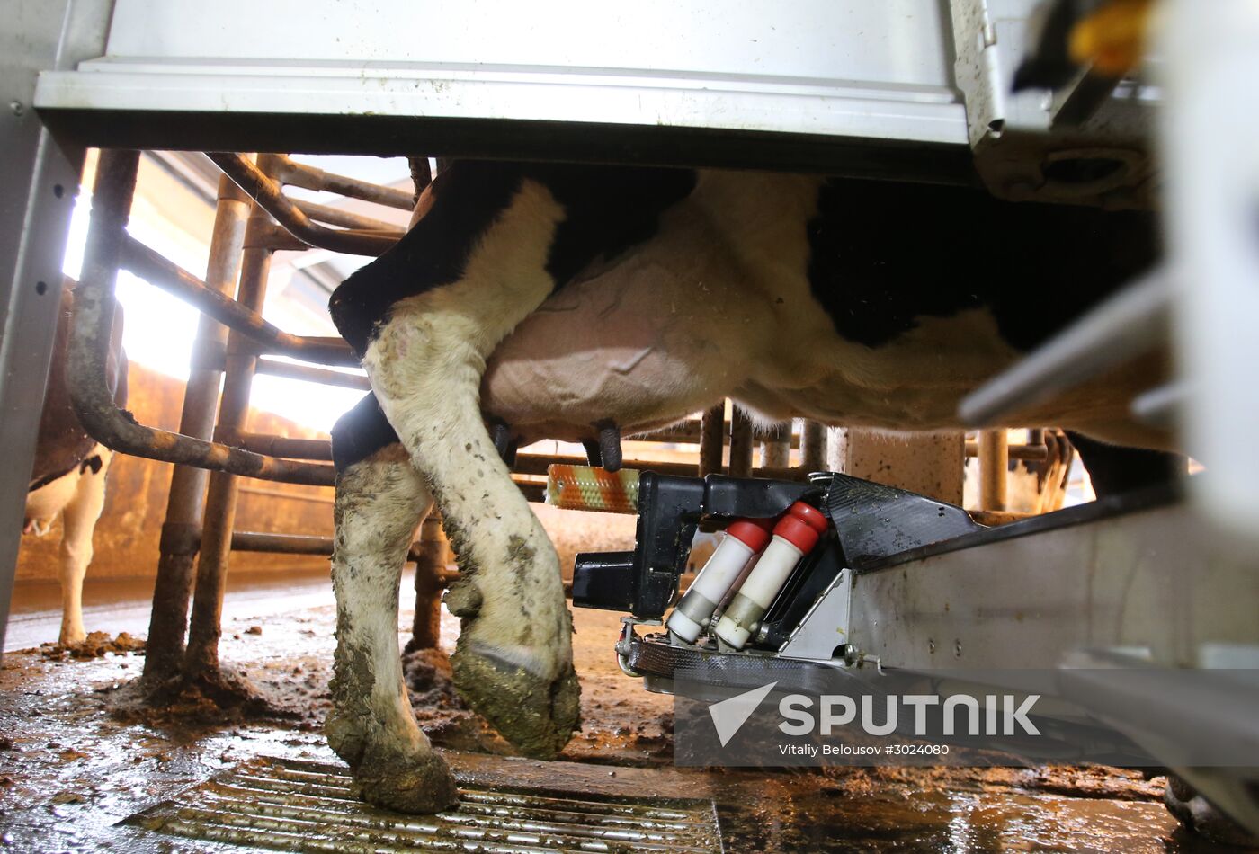 A dairy farm at the Lenin State Farm near Moscow