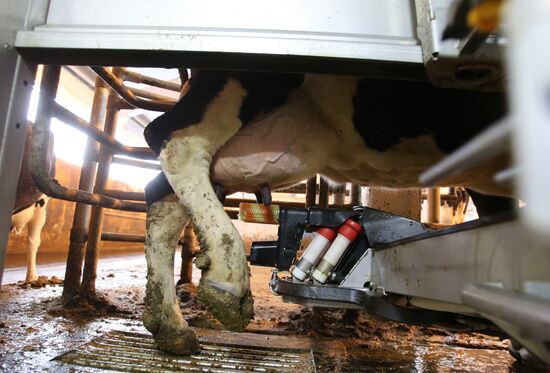 A dairy farm at the Lenin State Farm near Moscow