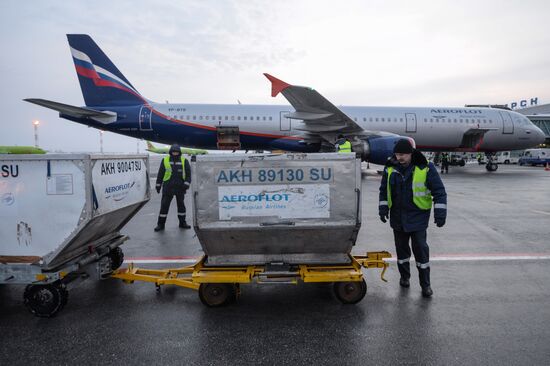 Civil Aviation Day at Novosibirsk International Airport