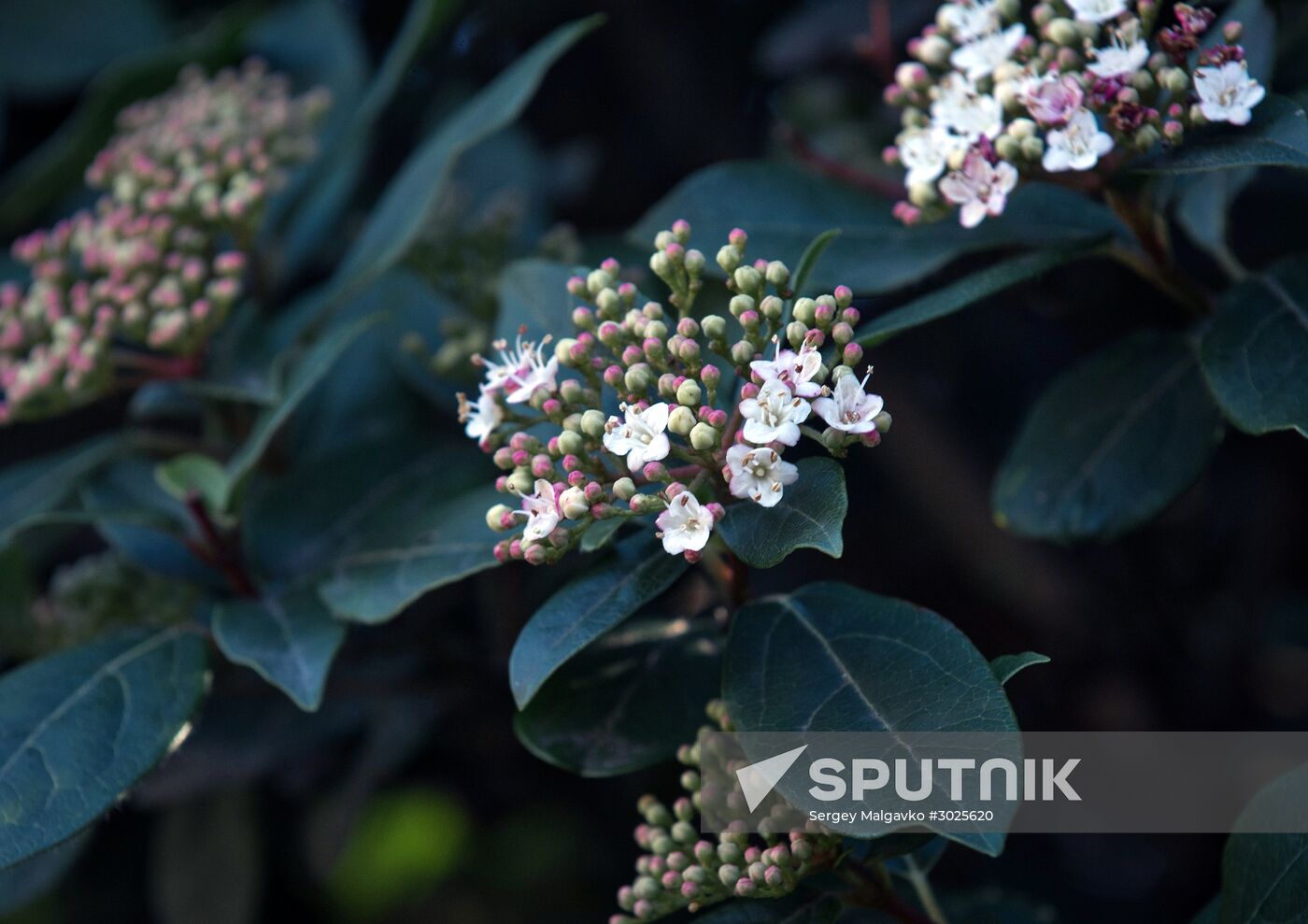 Nikitsky Botanical Garden in Crimea