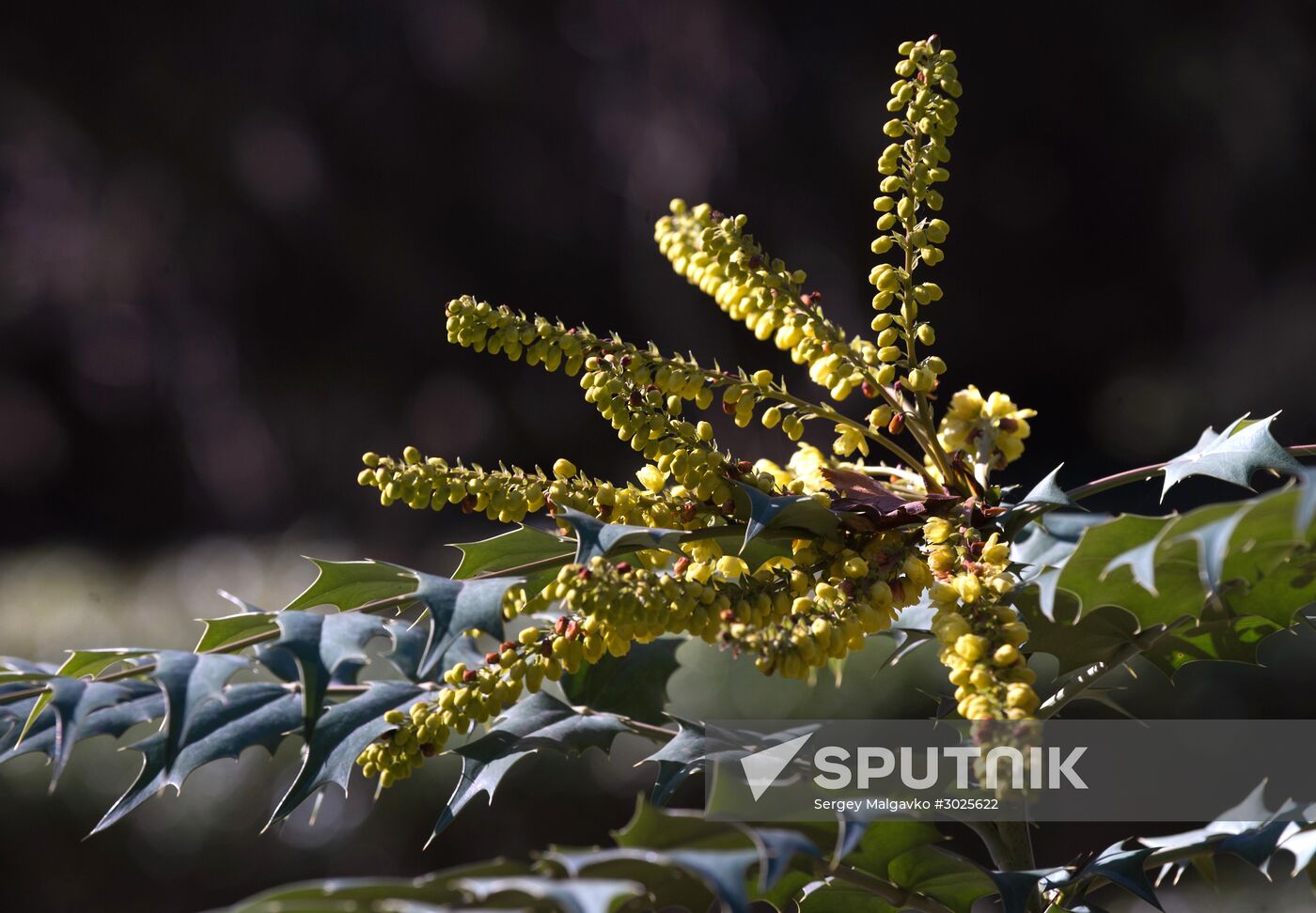 Nikitsky Botanical Garden