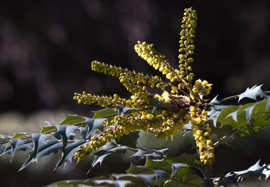 Nikitsky Botanical Garden