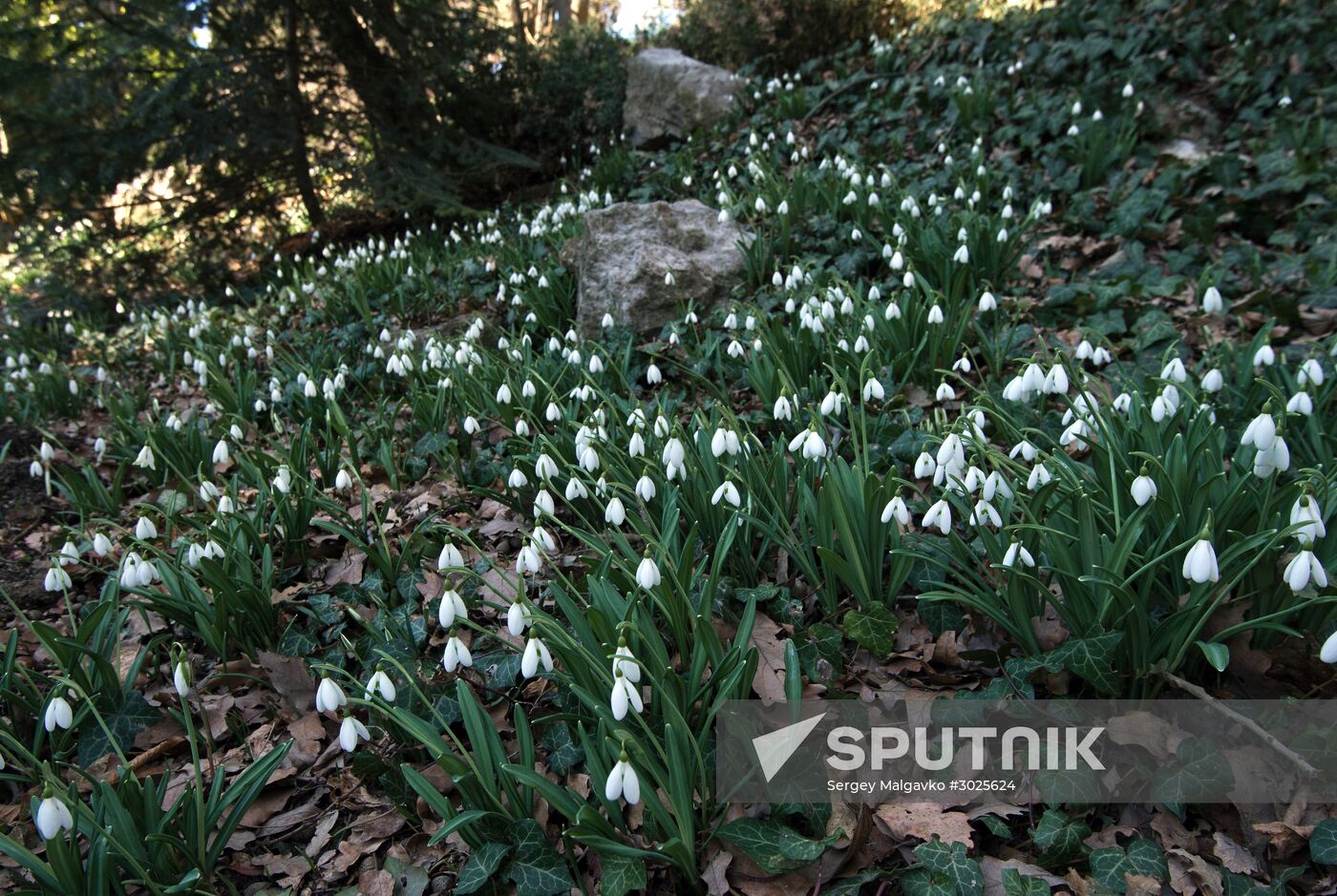 Nikitsky Botanical Garden in Crimea