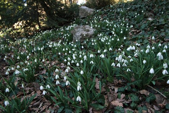 Nikitsky Botanical Garden in Crimea