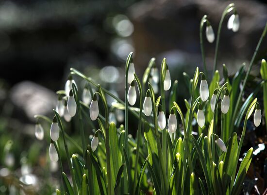 Nikitsky Botanical Garden in Crimea