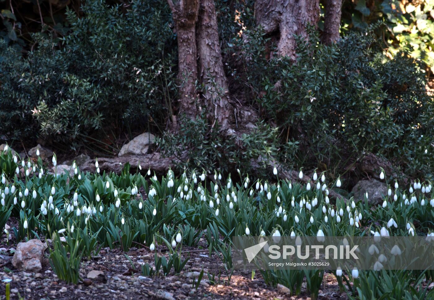 Nikitsky Botanical Garden in Crimea