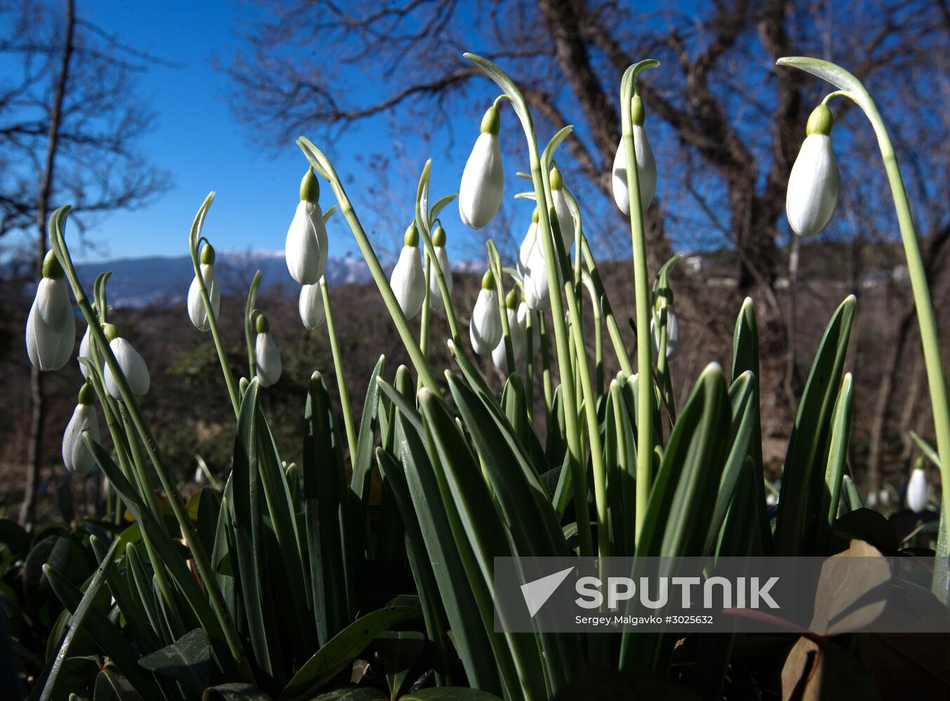 Nikitsky Botanical Garden in Crimea