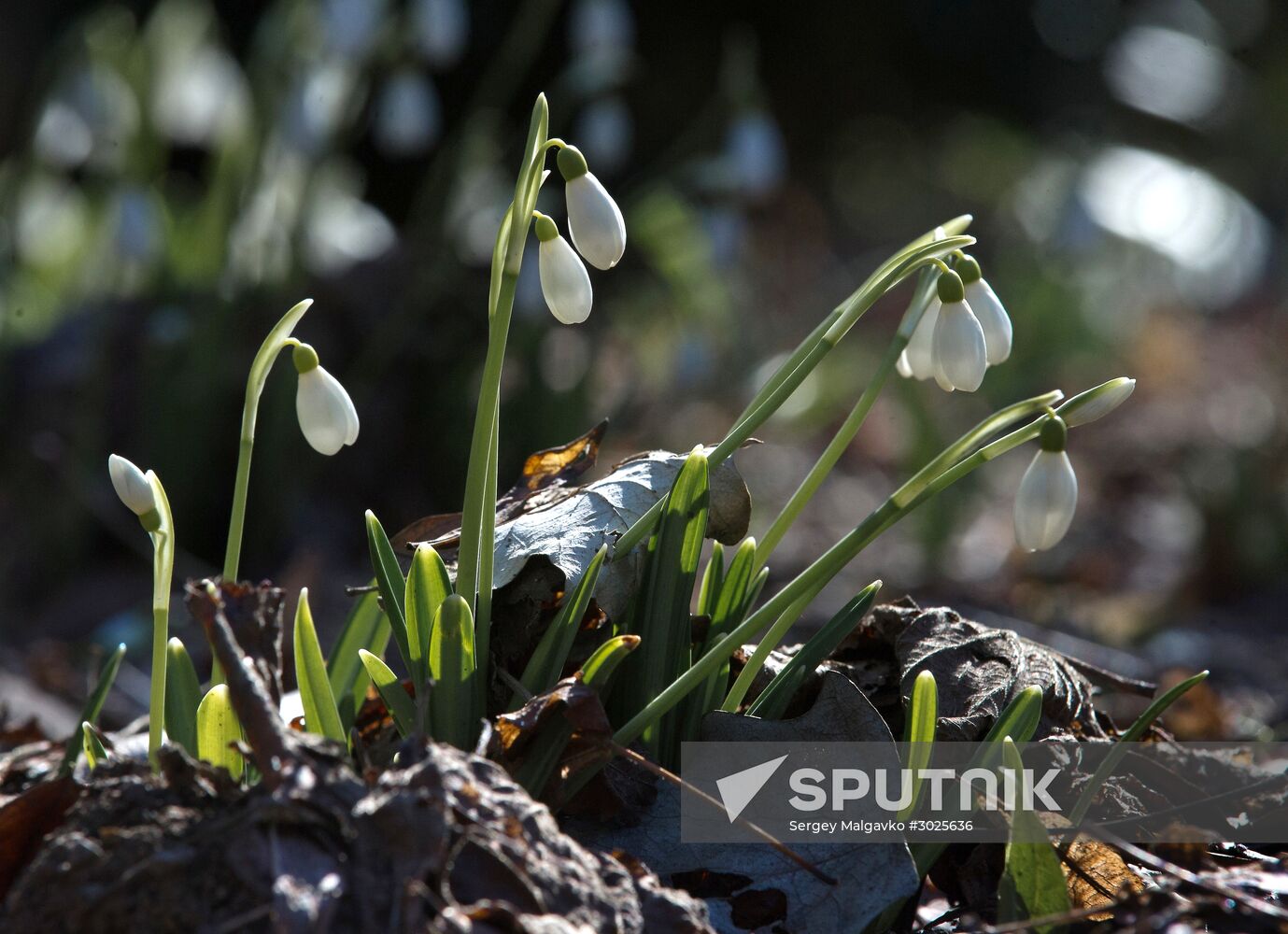 Nikitsky Botanical Garden in Crimea