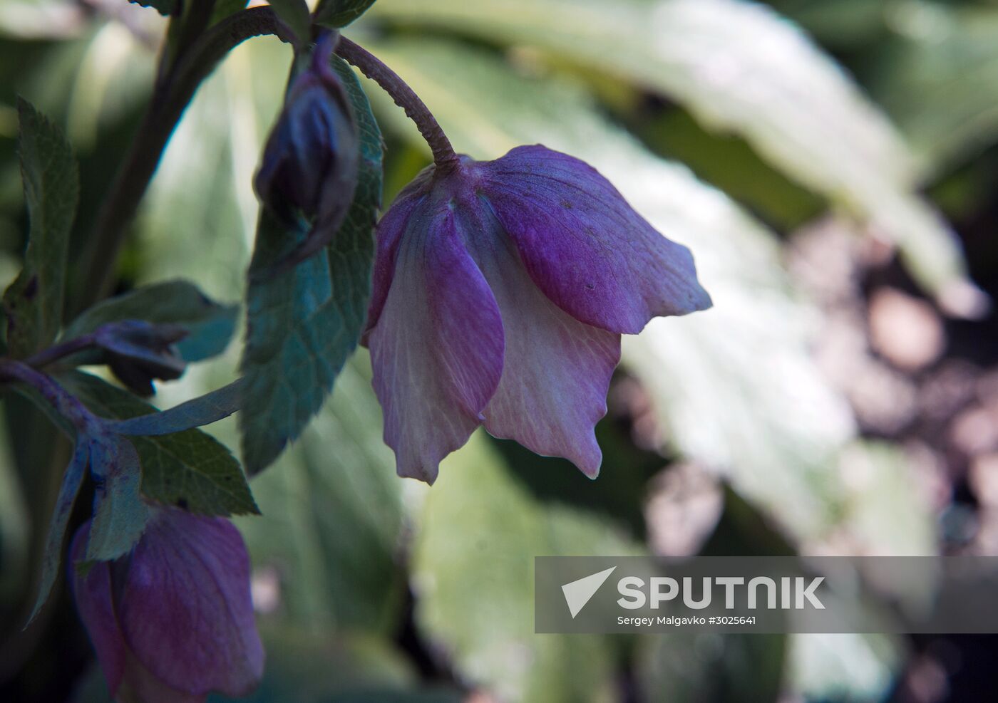 Nikitsky Botanical Garden in Crimea