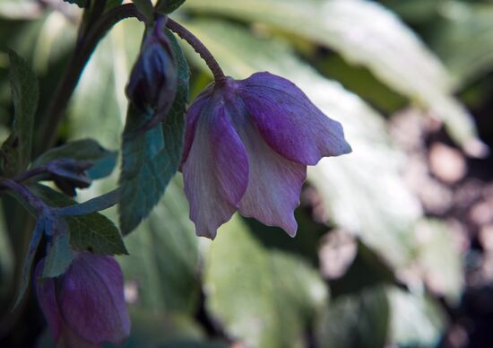 Nikitsky Botanical Garden in Crimea