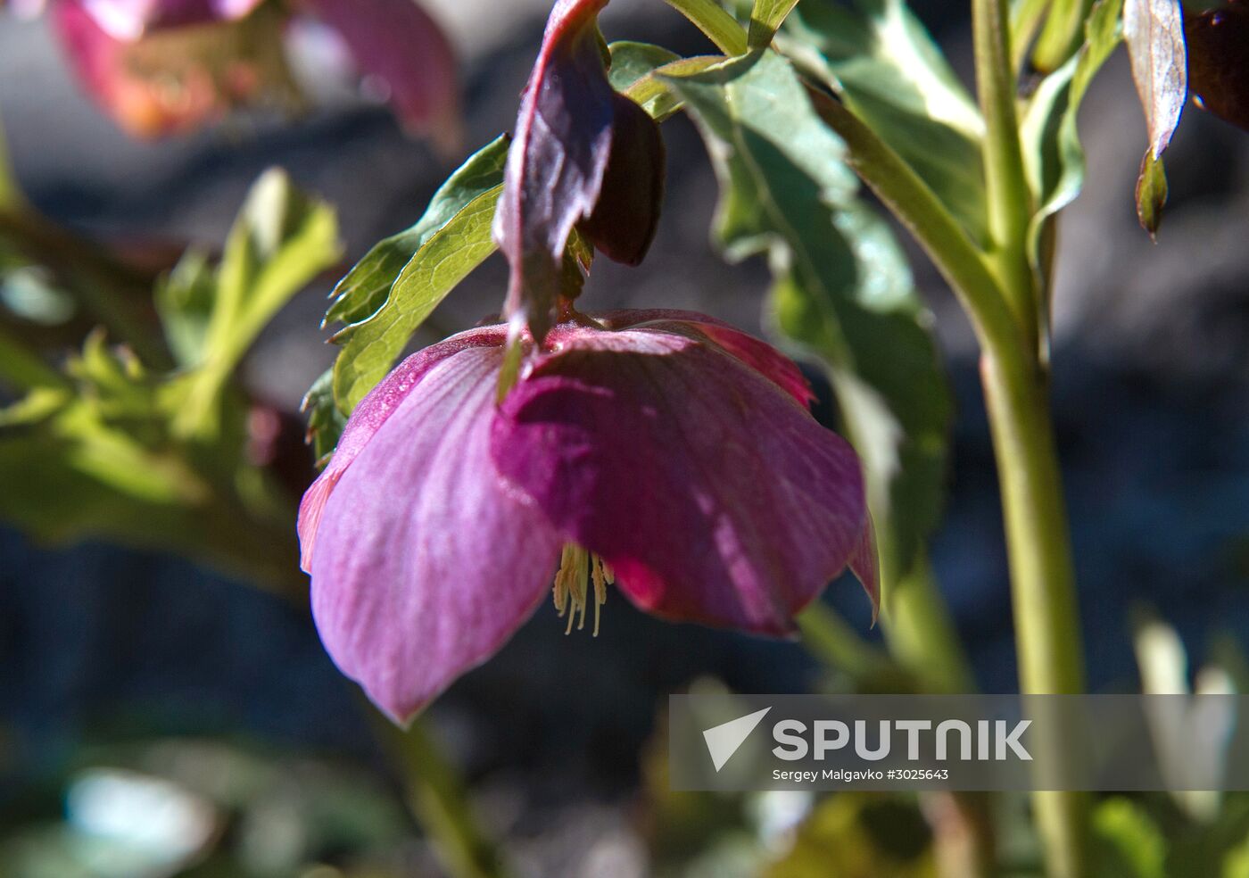 Nikitsky Botanical Garden in Crimea