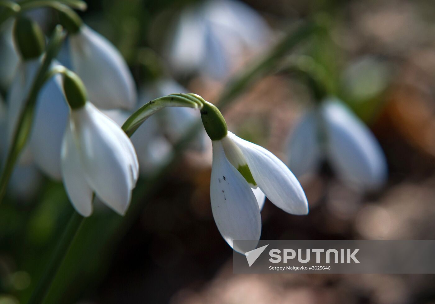 Nikitsky Botanical Garden in Crimea