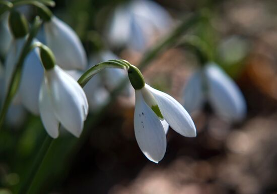 Nikitsky Botanical Garden in Crimea