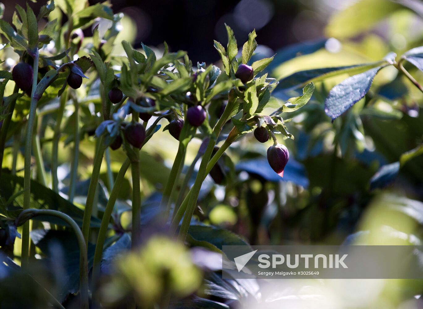 Nikitsky Botanical Garden in Crimea