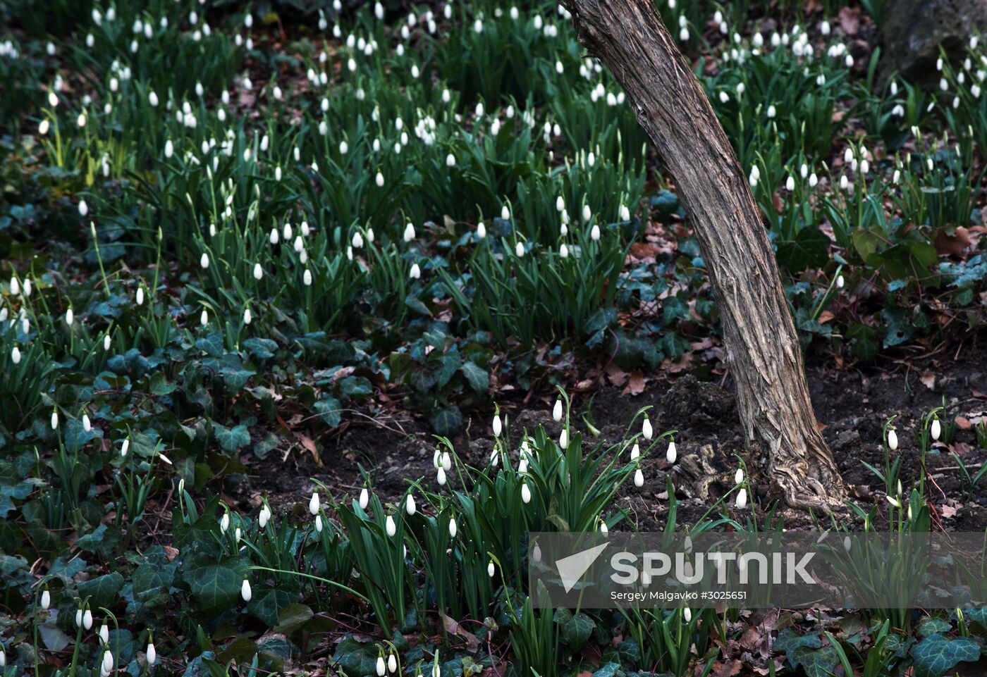 Nikitsky Botanical Garden in Crimea