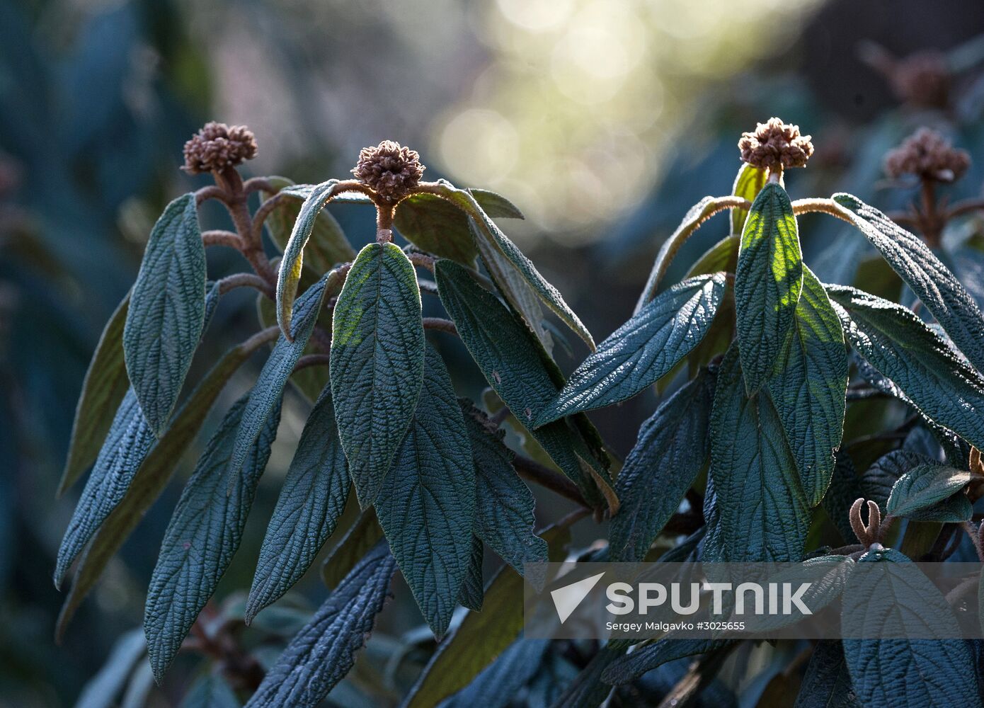 Nikitsky Botanical Garden in Crimea