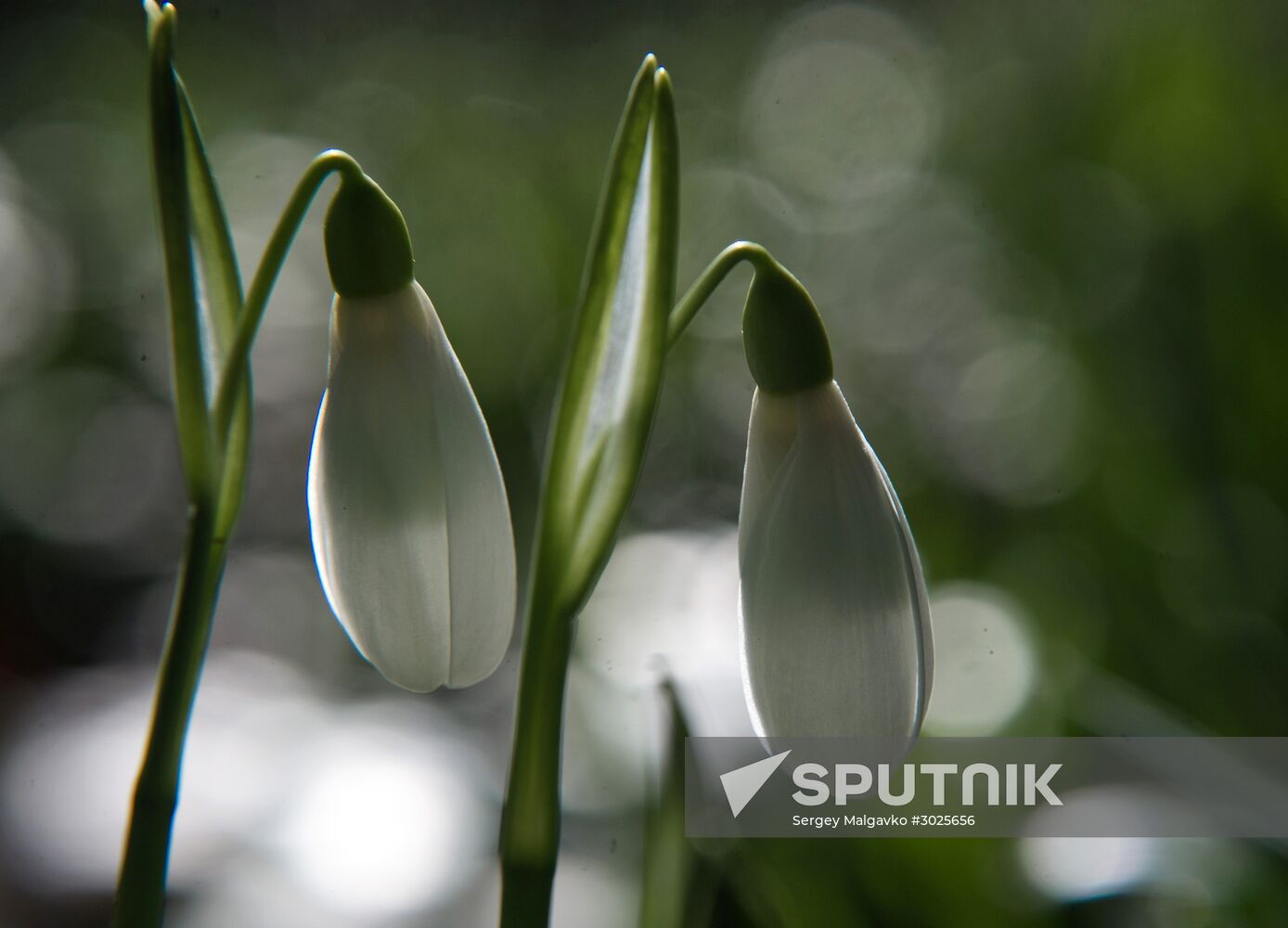 Nikitsky Botanical Garden in Crimea