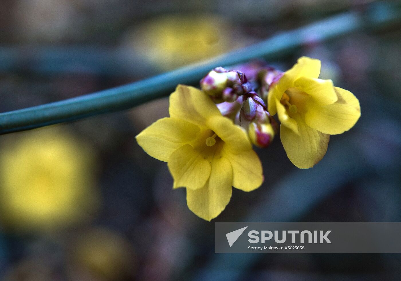 Nikitsky Botanical Garden in Crimea