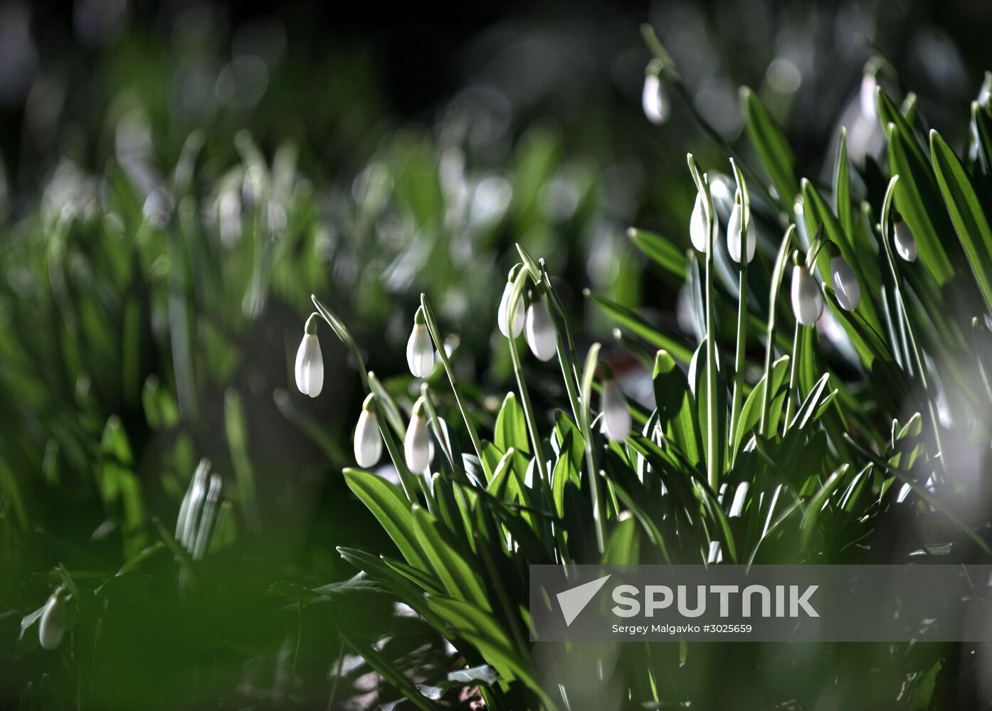 Nikitsky Botanical Garden in Crimea