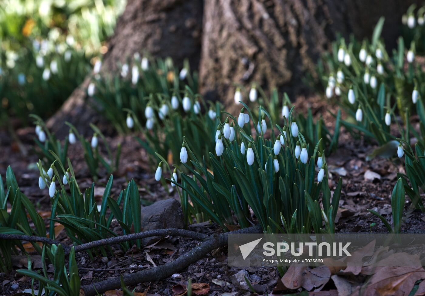 Nikitsky Botanical Garden in Crimea