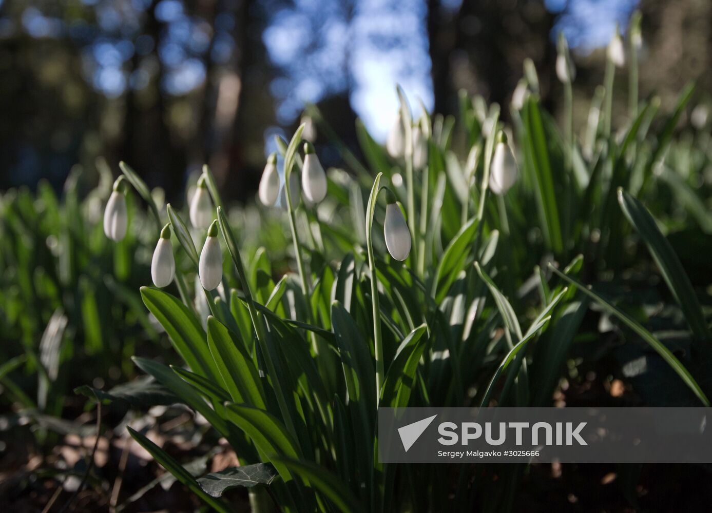 Nikitsky Botanical Garden in Crimea