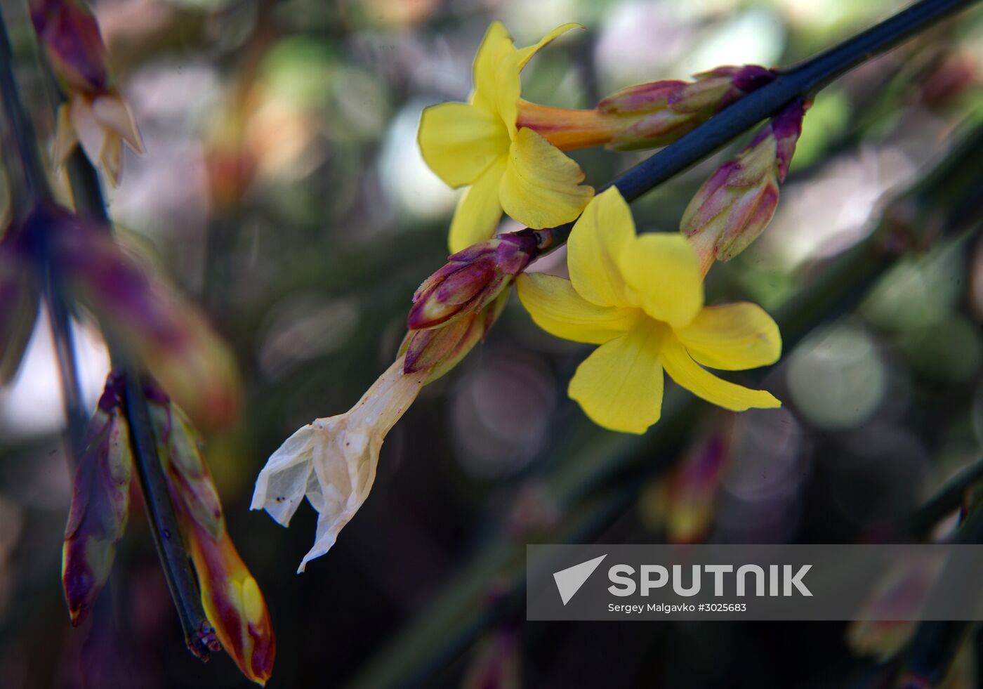 Nikitsky Botanical Garden in Crimea