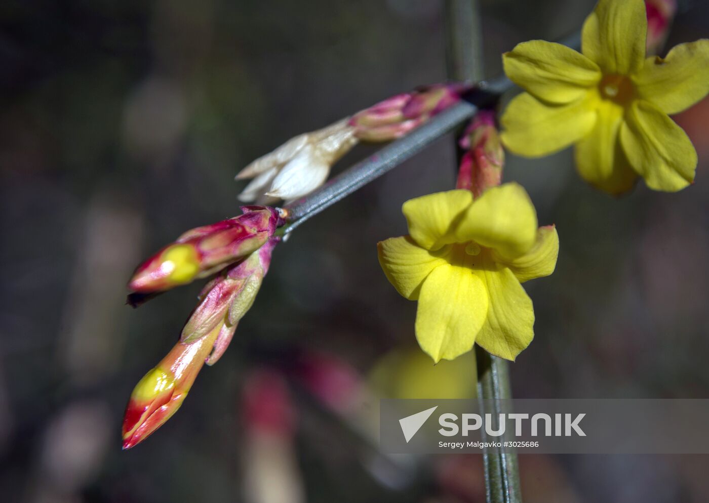 Nikitsky Botanical Garden in Crimea