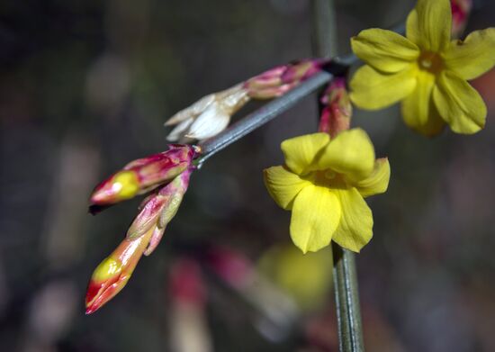 Nikitsky Botanical Garden in Crimea