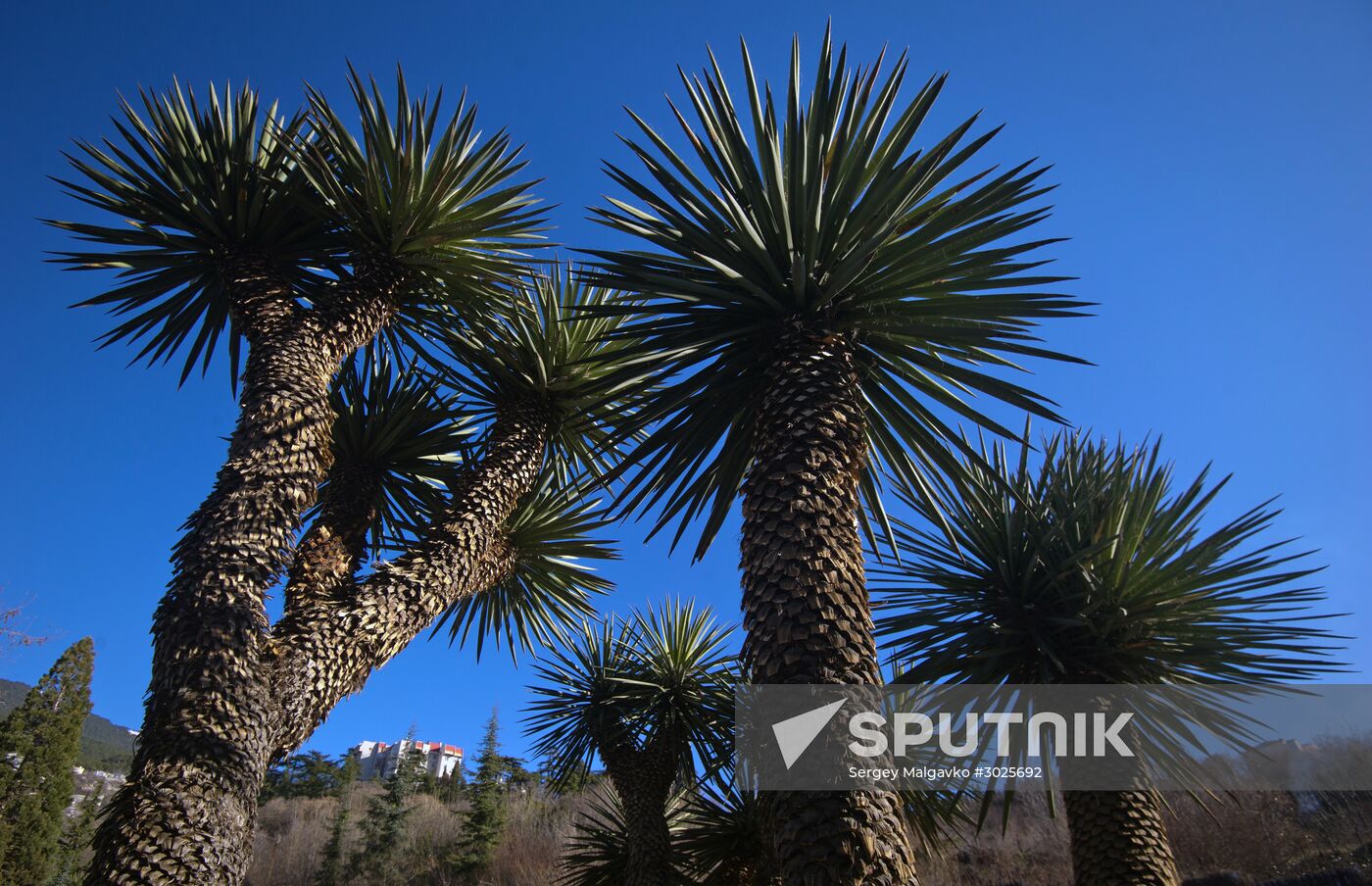 Nikitsky Botanical Garden in Crimea