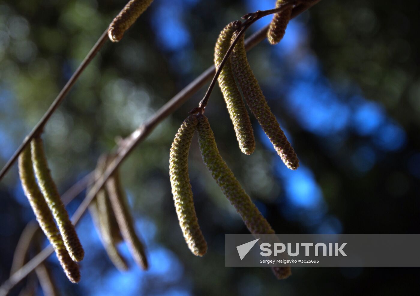 Nikitsky Botanical Garden in Crimea