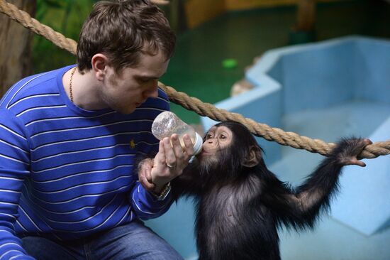 Customs service transfers chimpanzee cubs to Novosibirsk Zoo