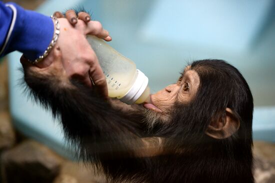 Customs service transfers chimpanzee cubs to Novosibirsk Zoo