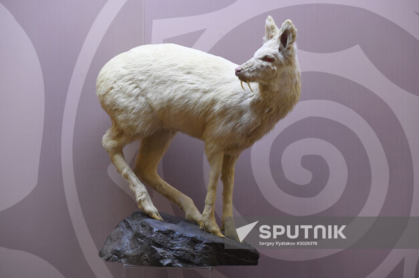 Opening of exhibition "Ordinary Extraordinary Animals"