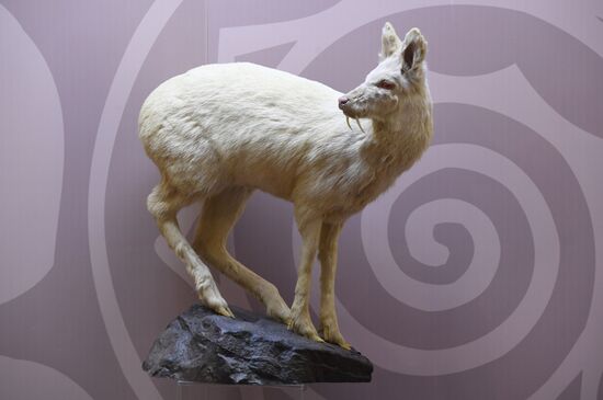 Opening of exhibition "Ordinary Extraordinary Animals"