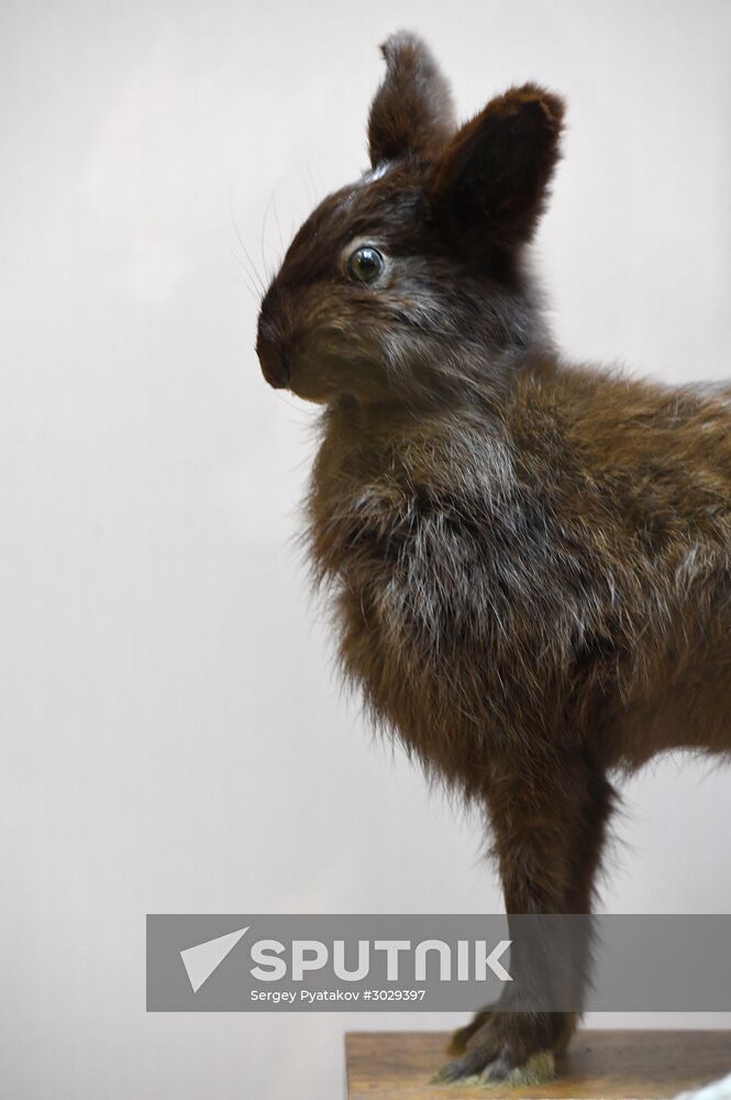 "Ordinary Extraordinary Animals" exhibition opens in Moscow