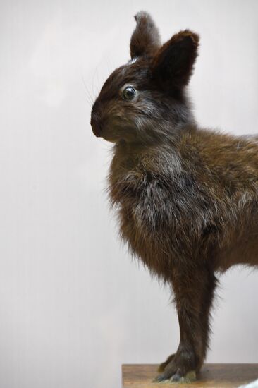 "Ordinary Extraordinary Animals" exhibition opens in Moscow