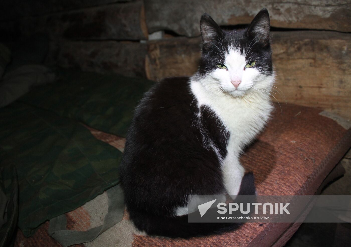 A cat staying with self-defense fighters in the Donetsk People's Republic