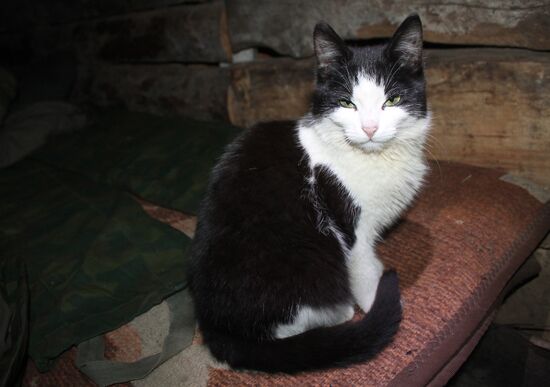 A cat staying with self-defense fighters in the Donetsk People's Republic