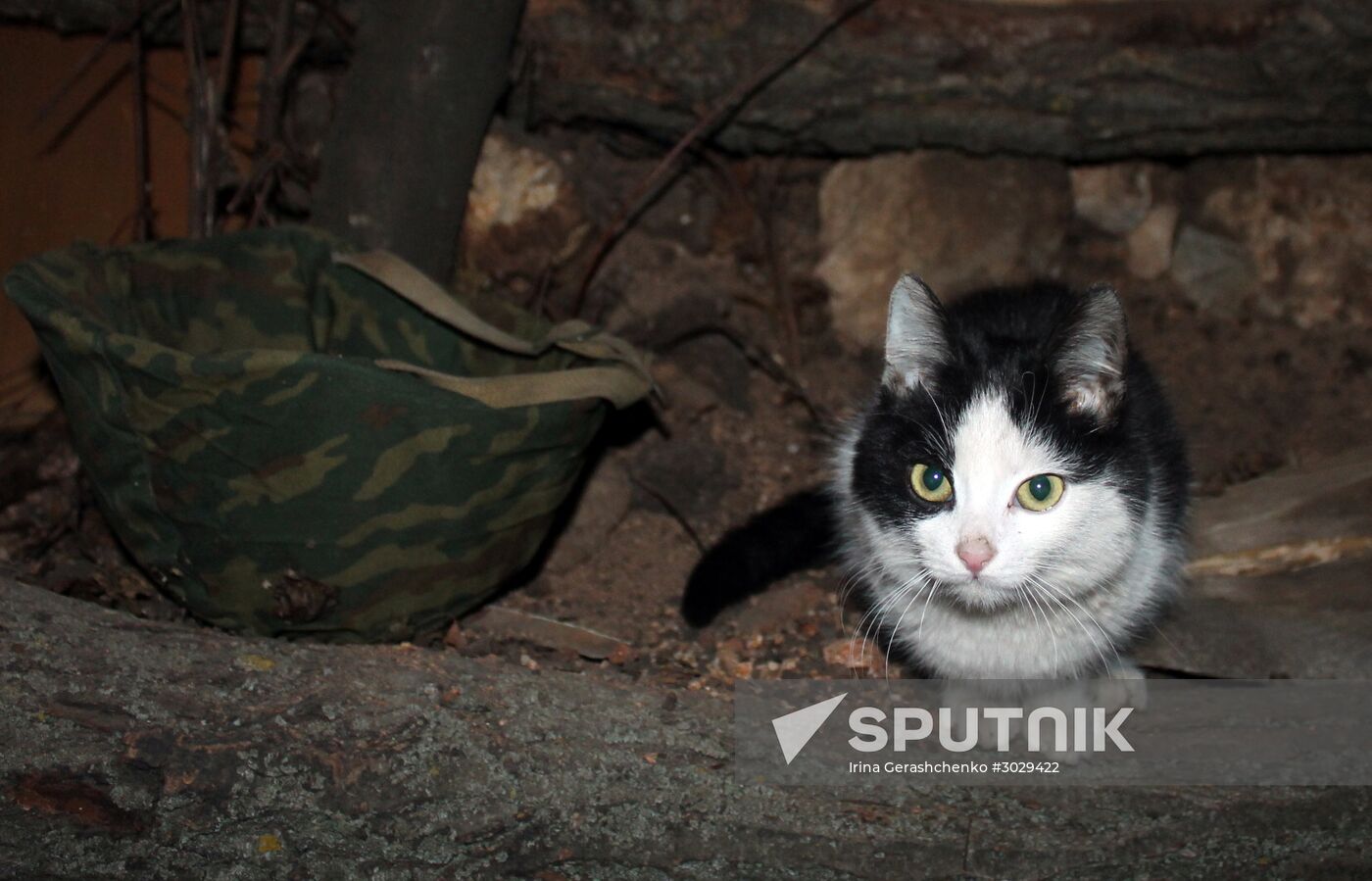A cat staying with self-defense fighters in the Donetsk People's Republic