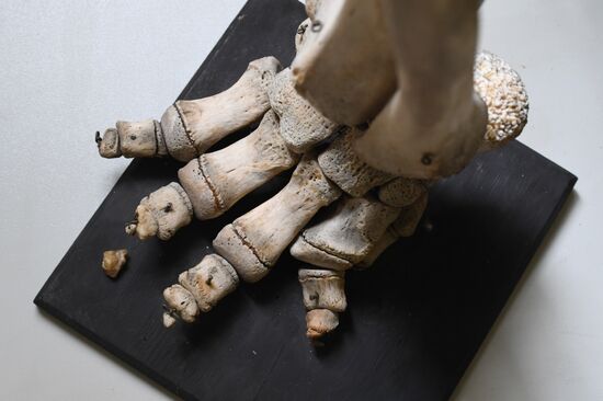 "Ordinary Extraordinary Animals" exhibition opens in Moscow