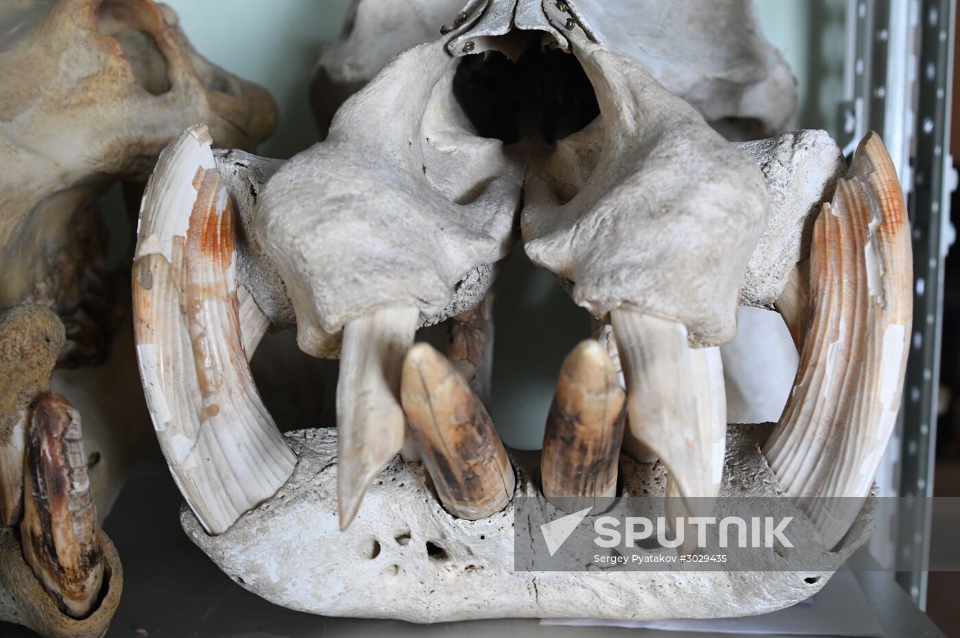 "Ordinary Extraordinary Animals" exhibition opens in Moscow