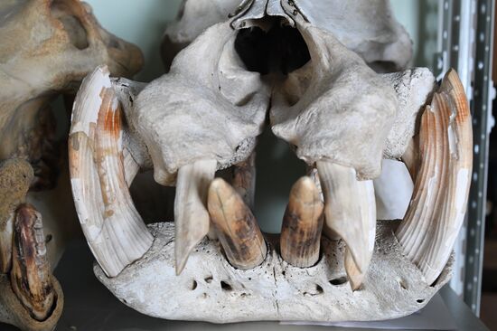 "Ordinary Extraordinary Animals" exhibition opens in Moscow