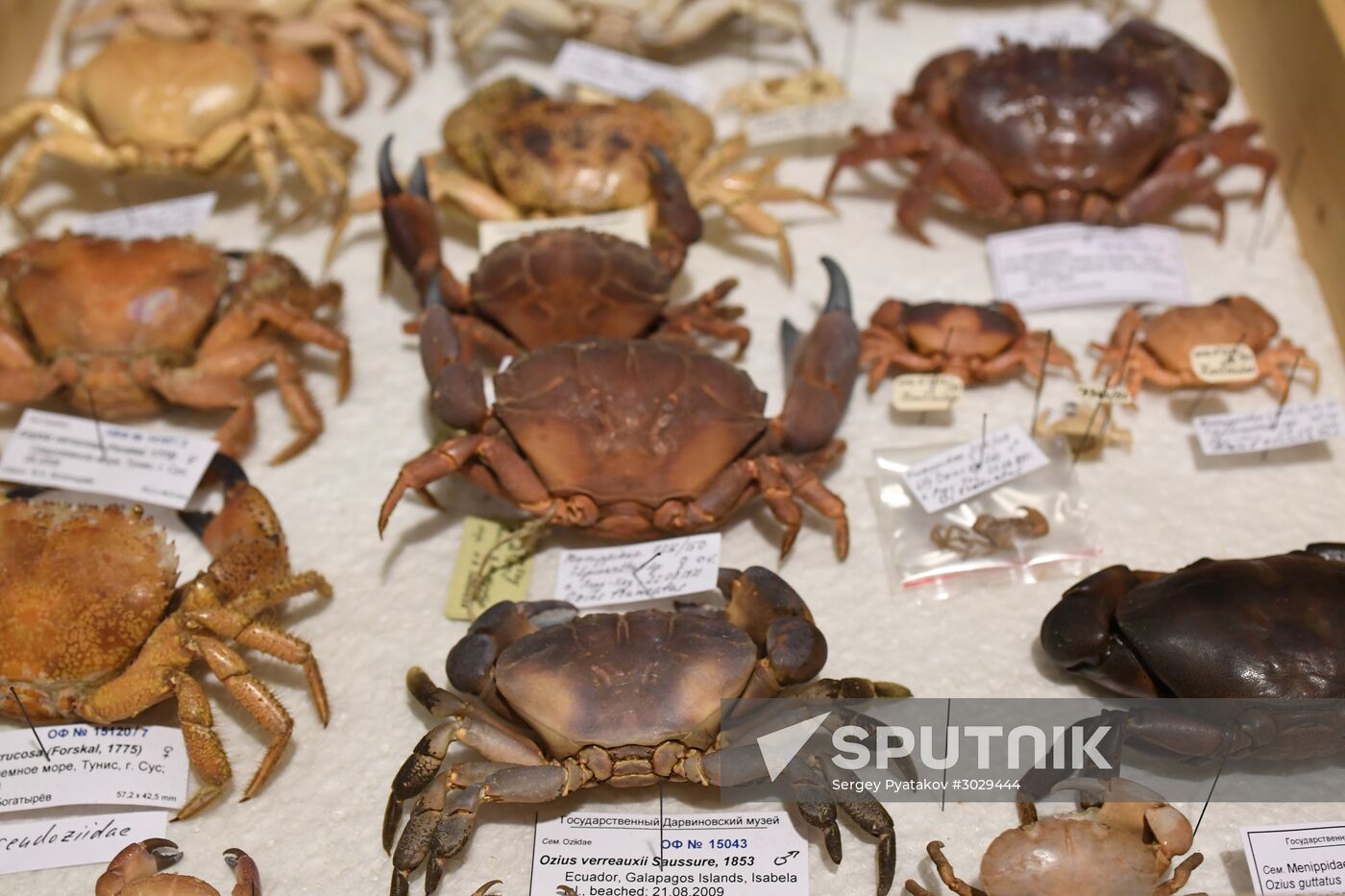 "Ordinary Extraordinary Animals" exhibition opens in Moscow