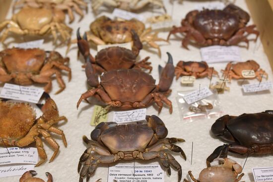 "Ordinary Extraordinary Animals" exhibition opens in Moscow