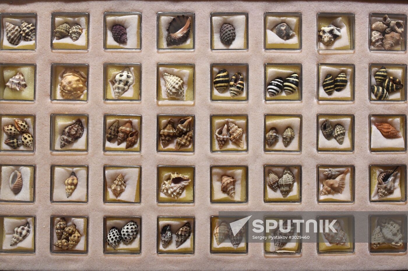 "Ordinary Extraordinary Animals" exhibition opens in Moscow