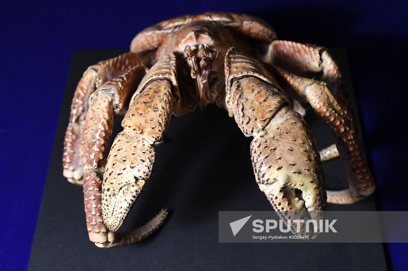 "Ordinary Extraordinary Animals" exhibition opens in Moscow