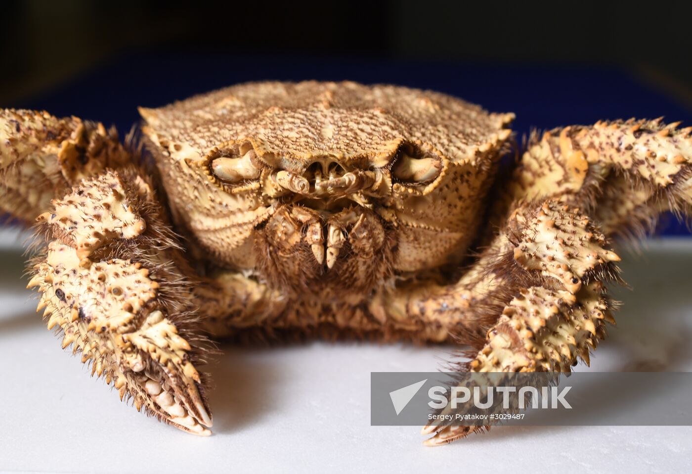 "Ordinary Extraordinary Animals" exhibition opens in Moscow