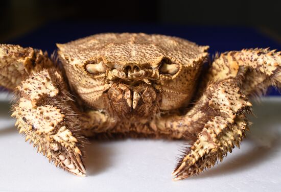 "Ordinary Extraordinary Animals" exhibition opens in Moscow