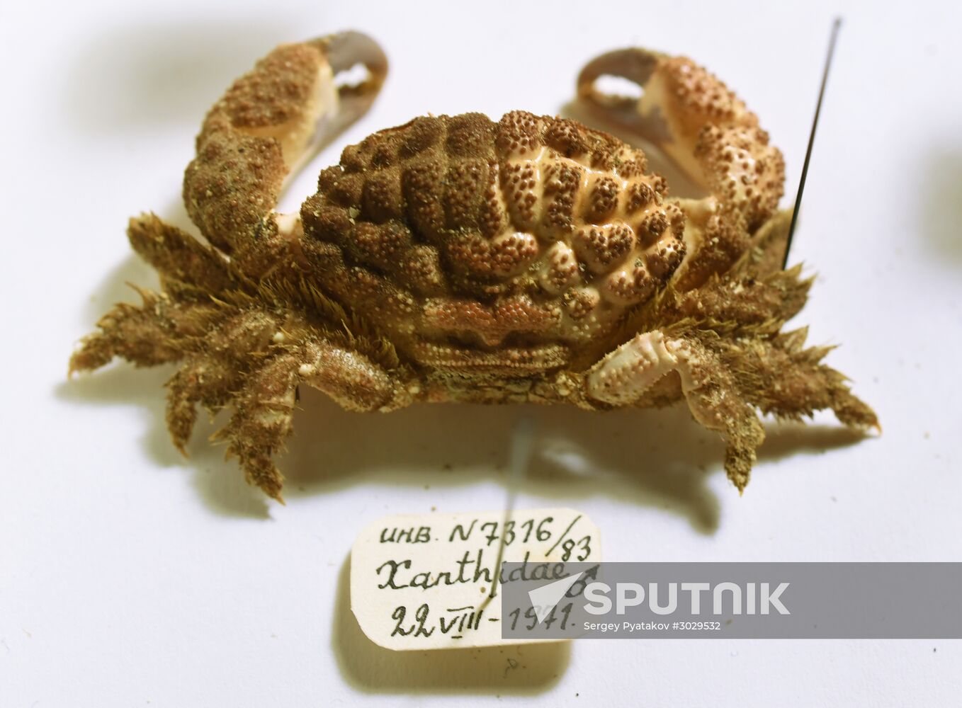 "Ordinary Extraordinary Animals" exhibition opens in Moscow