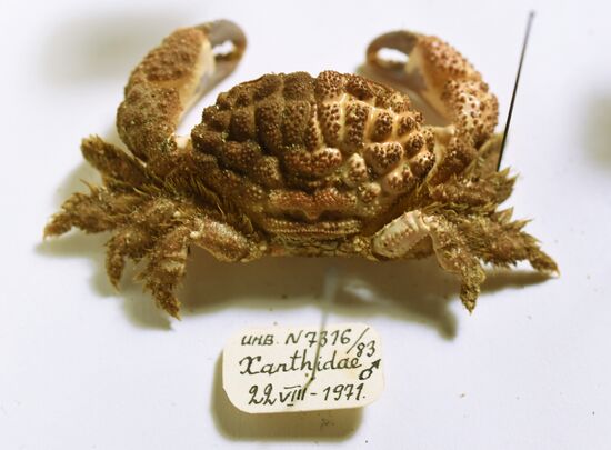 "Ordinary Extraordinary Animals" exhibition opens in Moscow